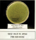 MRSA 처리 전